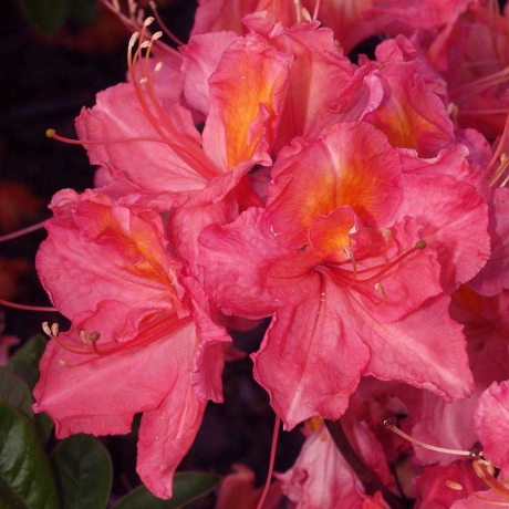 Azalia wielkokwiatowa Juanita C2 h 30-65 cm - Zdjęcie №1