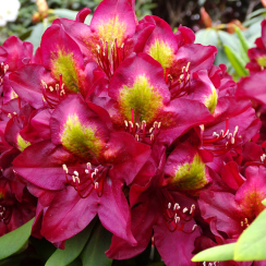 Różanecznik Jungle Fever (rhododendron) C2 h 30-50 cm