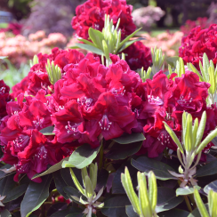 Różanecznik Kali (rhododendron) C2 h 30-50 cm