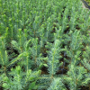 Świerk kłujący (picea pungens) Kaibab (P9 h15-25cm) : zmniejszona - Zdjęcie №3