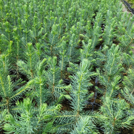 Świerk kłujący (picea pungens) Kaibab (P9 h15-25cm) - Zdjęcie №3