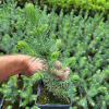 Świerk kłujący (picea pungens) Kaibab (P9 h15-25cm) : zmniejszona - Zdjęcie №2