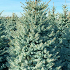 Świerk kłujący (picea pungens) Kaibab (P9 h15-25cm)