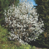 Magnolia Kobus : zmniejszona - Zdjęcie №3