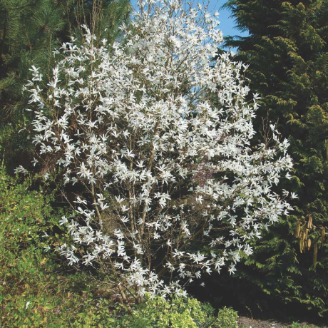 Magnolia Kobus - Zdjęcie №3