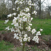 Magnolia Kobus : zmniejszona - Zdjęcie №2