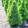 Świerk biały (picea glauca) Conica (C3 h35-45cm) : zmniejszona - Zdjęcie №1