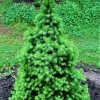 Świerk biały (picea glauca) Conica (C3 h35-45cm) : zmniejszona - Zdjęcie №2