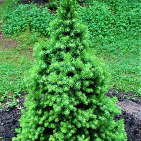 Świerk biały (picea glauca) Conica (C3 h35-45cm) - Zdjęcie №2