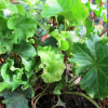 Bluszcz pospolity Parsley Crested (hedera helix) : zmniejszona - Zdjęcie №2