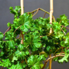 Bluszcz pospolity Parsley Crested (hedera helix) : zmniejszona - Zdjęcie №1