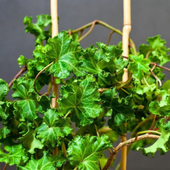 Bluszcz pospolity Parsley Crested (hedera helix)