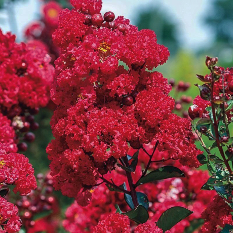Lagerstroemia indica Magnifica Rubra - Zdjęcie №1