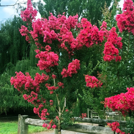Lagerstroemia indica Magnifica Rubra - Zdjęcie №2
