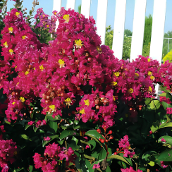 Lagerstroemia indica Berry Dazzle