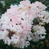 Lagerstroemia indica Black Diamond® Blush : zmniejszona - Zdjęcie №2