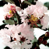 Lagerstroemia indica Black Diamond® Blush : zmniejszona - Zdjęcie №1