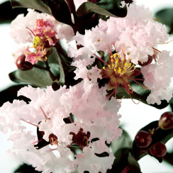Lagerstroemia indica Black Diamond® Blush