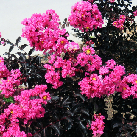 Lagerstroemia indica Black Diamond® Shell Pink - Zdjęcie №2