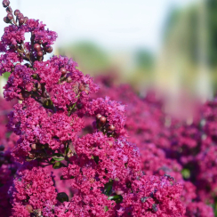 Lagerstroemia indica ®Braise d'Eté