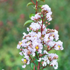 Lagerstroemia indica ®Camaïeu d'Eté