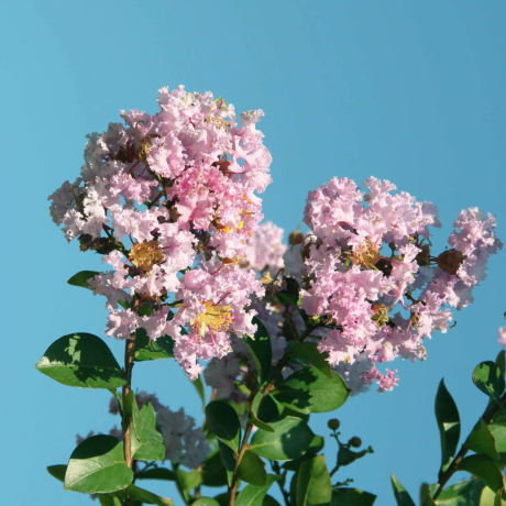 Lagerstroemia indica ®Camaïeu d'Eté - Zdjęcie №3