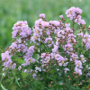 Lagerstroemia indica ®Camaïeu d'Eté : zmniejszona - Zdjęcie №2