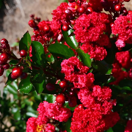 Lagerstroemia indica Red Imperator (С2) - Zdjęcie №2