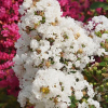 Lagerstroemia indica karłowa With Love® Virgin 'Milabla' : zmniejszona - Zdjęcie №3