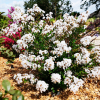 Lagerstroemia indica karłowa With Love® Virgin 'Milabla' : zmniejszona - Zdjęcie №2