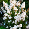 Lagerstroemia indica karłowa With Love® Virgin 'Milabla' : zmniejszona - Zdjęcie №1