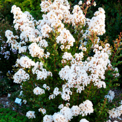 Lagerstroemia indica karłowa With Love® Virgin 'Milabla'