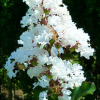Lagerstroemia indica Nivea : zmniejszona - Zdjęcie №1