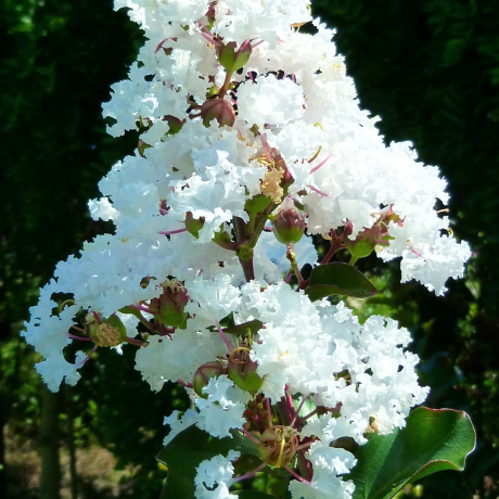 Lagerstroemia indica Nivea - Zdjęcie №1
