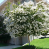 Lagerstroemia indica Nivea : zmniejszona - Zdjęcie №2