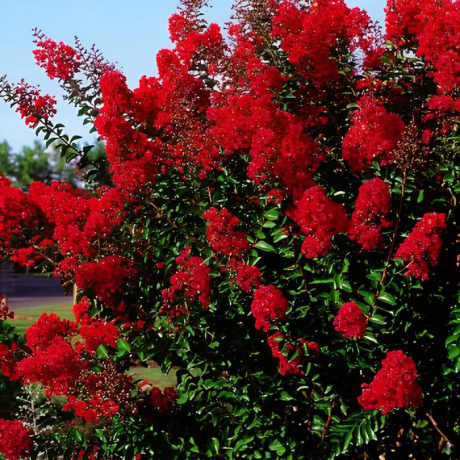 Lagerstroemia indica Red Imperator (С2) - Zdjęcie №1