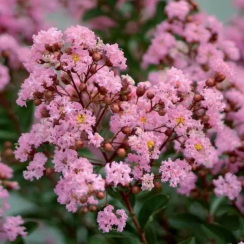 Lagerstroemia Eveline®