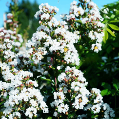 Lagerstroemia indica ®Neige d'Eté
