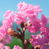 Lagerstroemia indica Petite Pink : zmniejszona - Zdjęcie №1