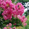 Lagerstroemia indica Petite Pink : zmniejszona - Zdjęcie №2