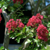 Lagerstroemia indica Petite Red : zmniejszona - Zdjęcie №2