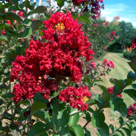 Lagerstroemia indica Petite Red - Zdjęcie №1