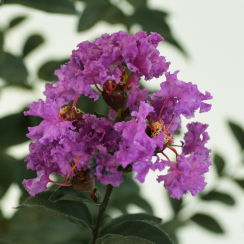 Lagerstroemia indica Black Diamond® Purely Purple