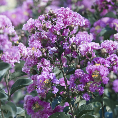Lagerstroemia indica Black Diamond® Purely Purple - Zdjęcie №2