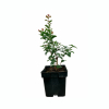 Lagerstroemia indica Magnifica Rubra (C2 h 20-35 cm) : zmniejszona - Zdjęcie №2