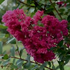 Lagerstroemia indica Tourenne