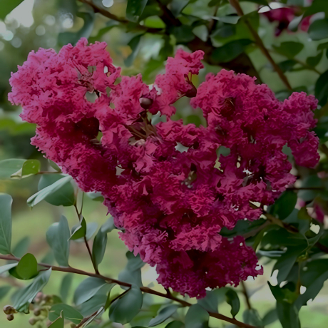Lagerstroemia indica Tourenne - Zdjęcie №1
