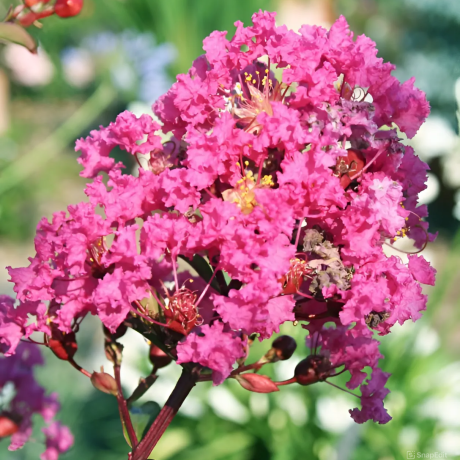 Lagerstroemia indica With Love® Kiss Rose (karłowa) - Zdjęcie №1