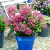 Lagerstroemia indica With Love® Kiss Rose (karłowa) : zmniejszona - Zdjęcie №2
