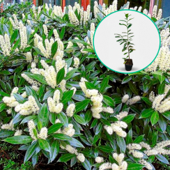 Laurowiśnia wschodnia 'Nowita' (Doniczka C2 50-80 cm)